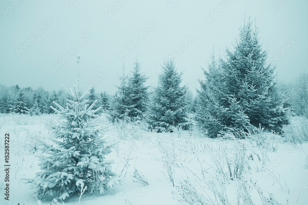 Christmas landscape with young fir trees and snow in a field Christmas landscape with young fir trees and snow in a field