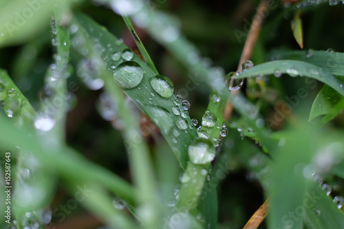 Drops on grass