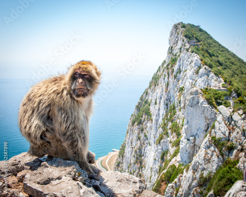 Barbary macaque on Rock of Gibraltar