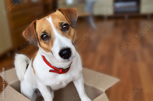Fotografia Cute puppy jack russell terrier sitting in a cardboard box