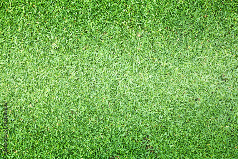 Fototapeta premium grass background Golf Courses green lawn