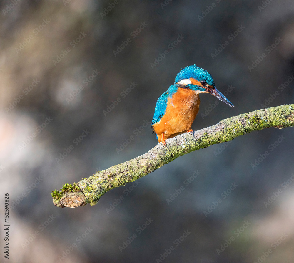 Alert kingfisher perched on branch looking down for fish. Alert kingfisher perched on branch looking down for fish.