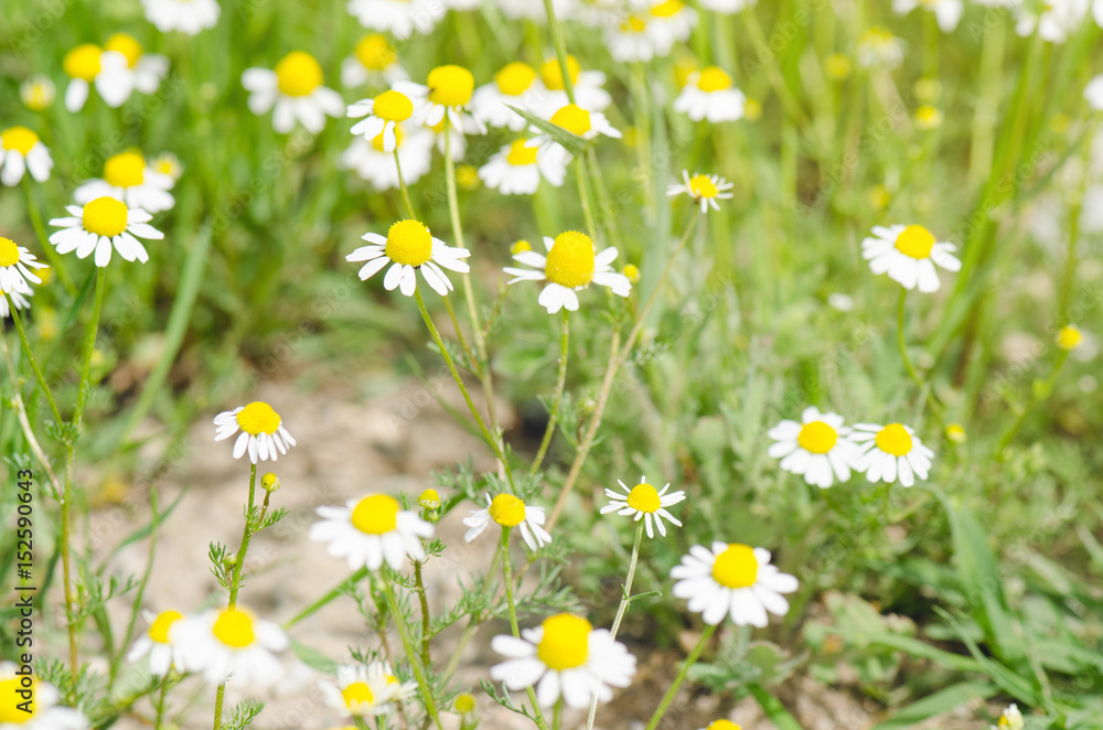 Green Grass In A Summer Day Full With Chamomile Flowers Closeup Green Grass In A Summer Day Full With Chamomile Flowers Closeup