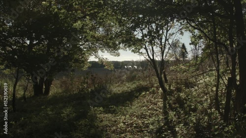 Opening in forest 