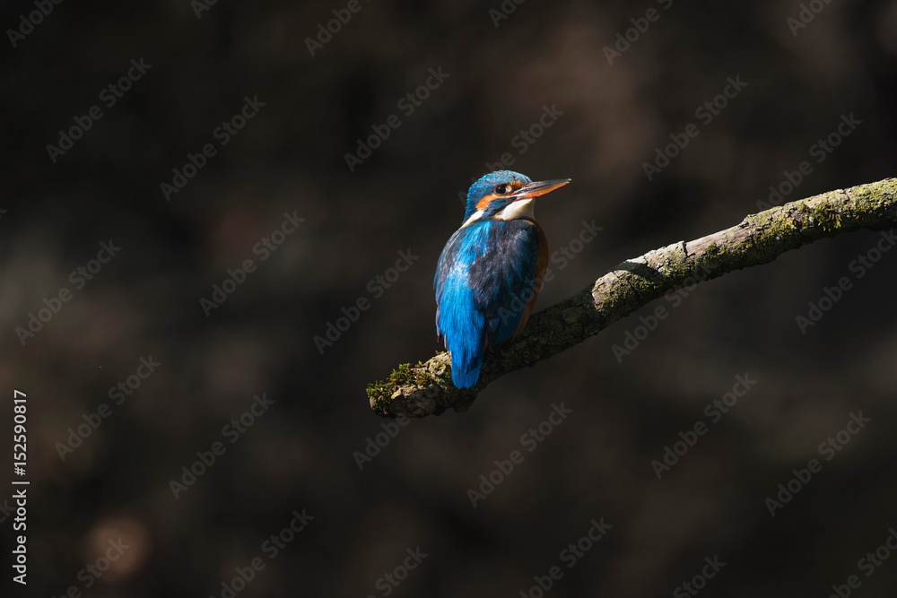 Fototapeta premium Kingfisher perched on branch lit by sunlight. Side view.