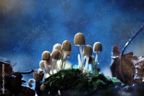 Fototapet small poisonous mushrooms toadstool group psilocybin