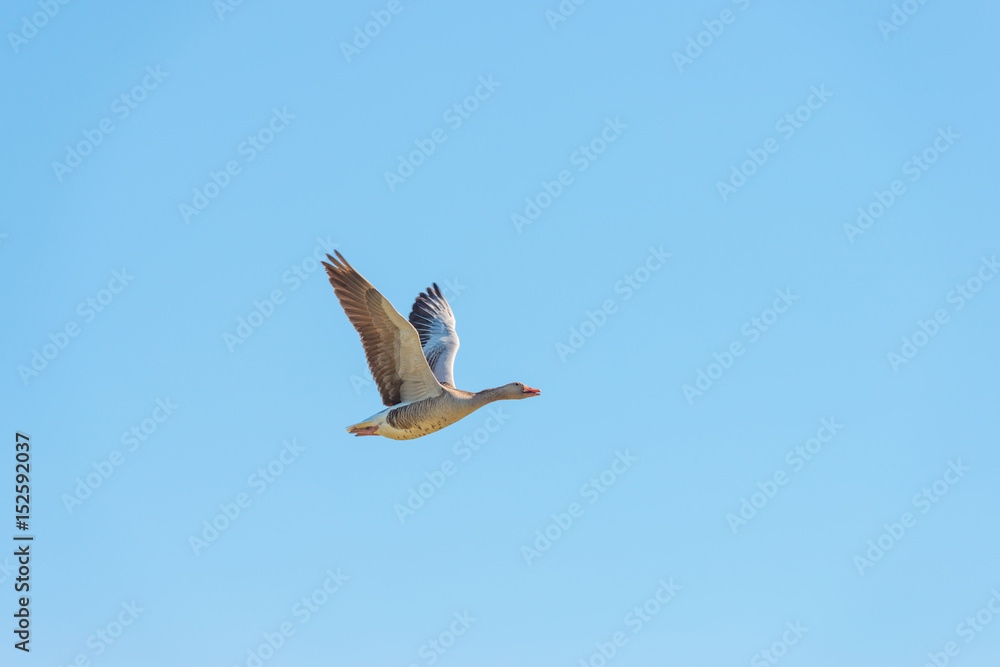 Goose flying in a blue sky in spring Goose flying in a blue sky in spring