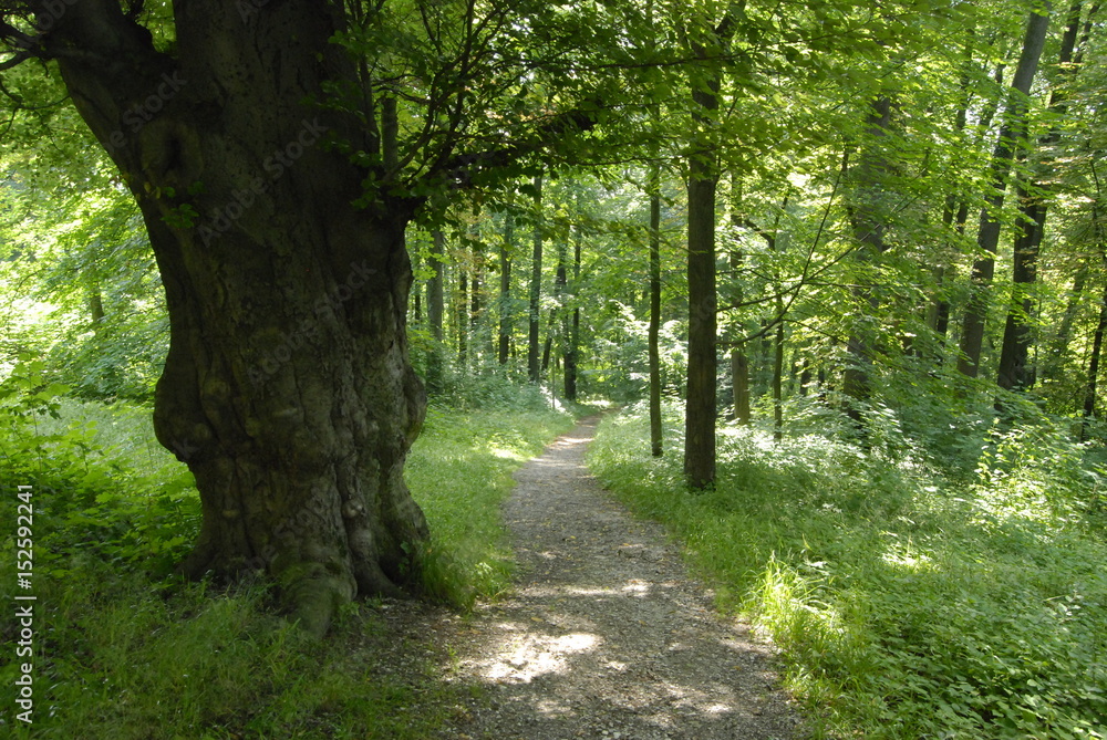 Fototapeta premium Krzeszowice, Park palacowy.