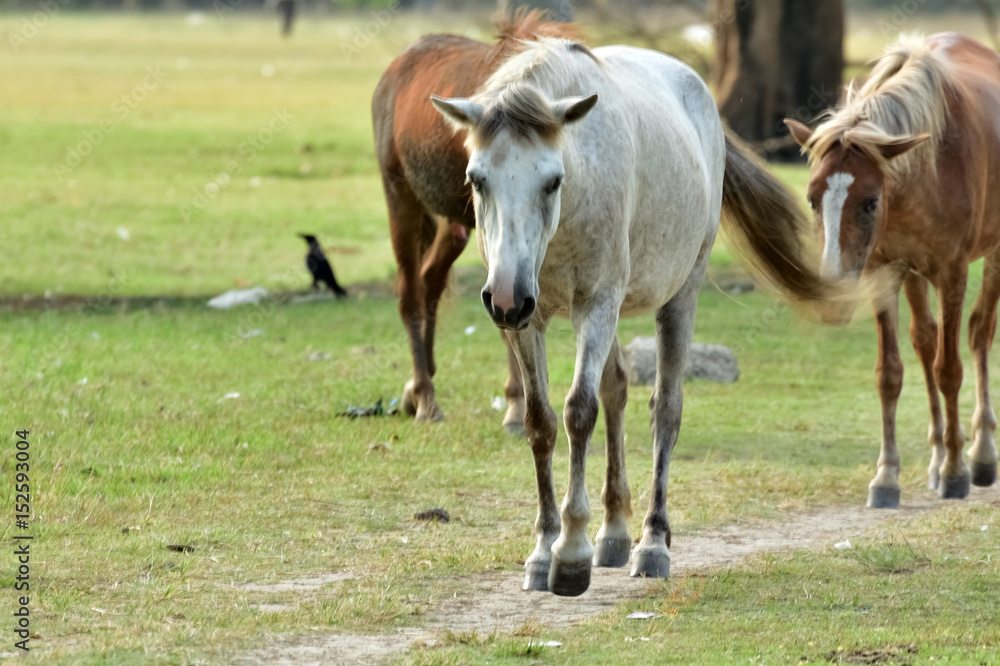 Horse are walking 