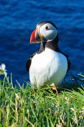 Puffin