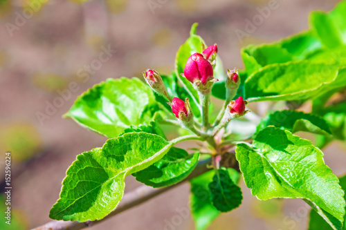 Flower of apple tree which blossoms on a branch on a bright sunny day with green young leaves