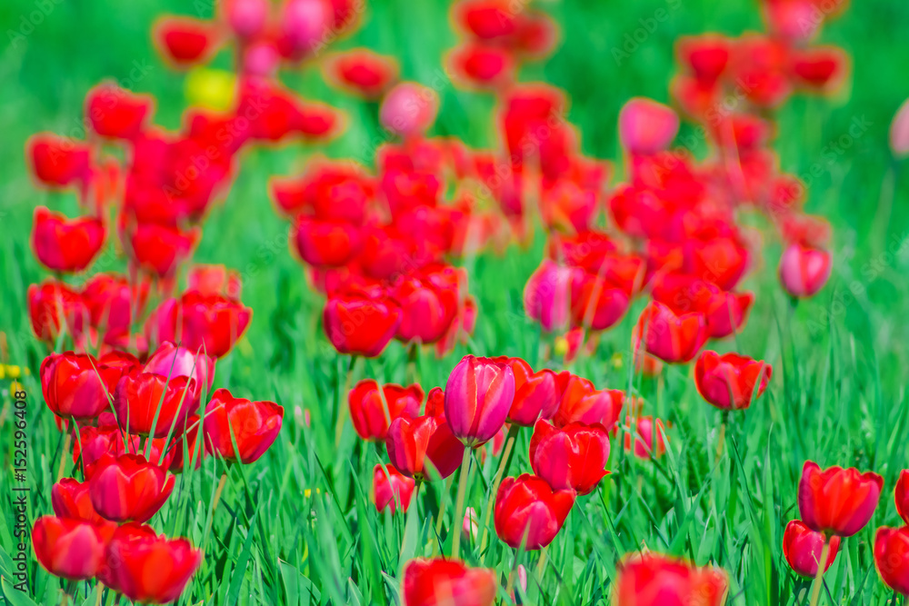 Fototapeta premium Red tulips in green grass on a sunny spring day, nature background