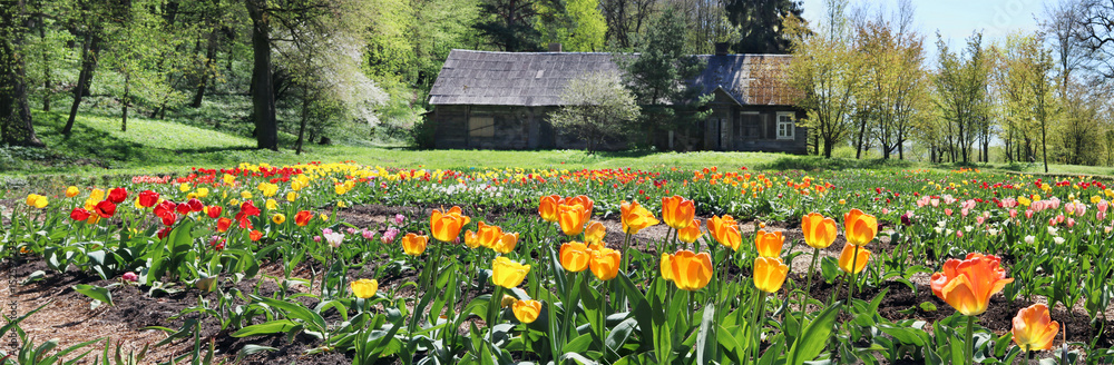 Forest glade with the spring blossoming fine tulips Forest glade with the spring blossoming fine tulips