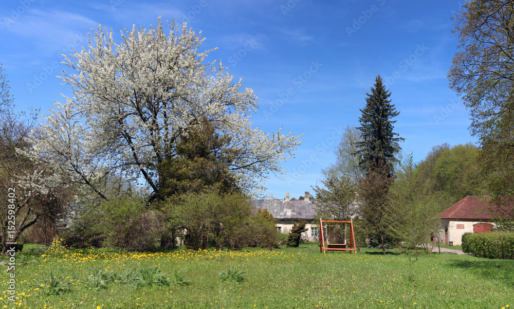 The huge apple tree blossoms on a green meadow The huge apple tree blossoms on a green meadow