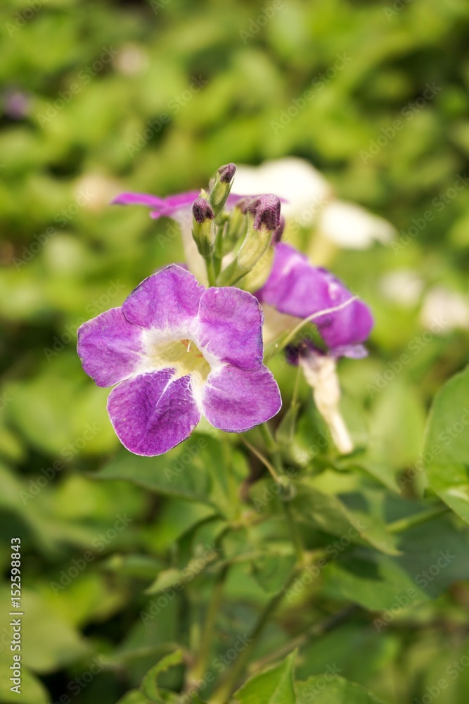 purple asystasia gangetica flower in nature garden purple asystasia gangetica flower in nature garden