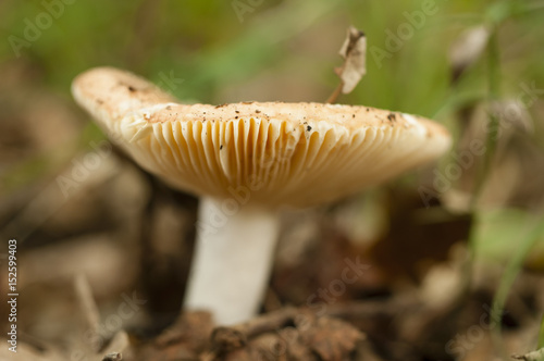 Mushrooms growing on the underbrush