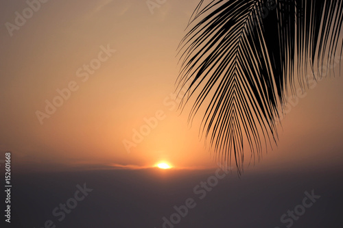 Shadow coconut leaf tree with sunset background.