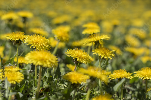 Field of the yellow flowers of Dandelion (Taraxacum officinale) - side view