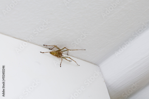 spider on the ceiling