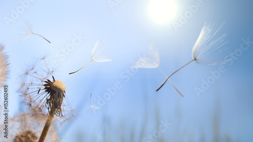 Fototapeta Naklejka Na Ścianę i Meble -  Dandelion silhouette fluffy flower on blue sunset sky