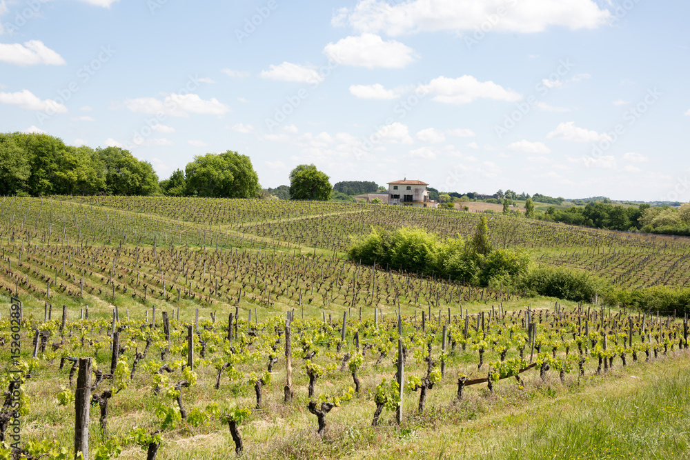 The vines in the Bordeaux region during the spring