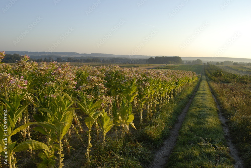 Fototapeta premium Sosnowa Wola, Tyton.