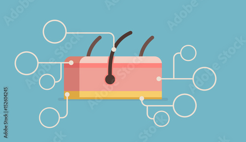 Skin vector illustration