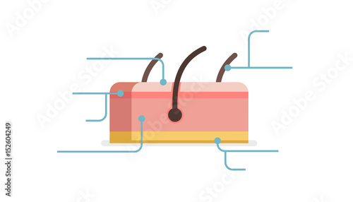 Skin vector illustration