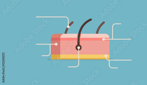 Skin vector illustration