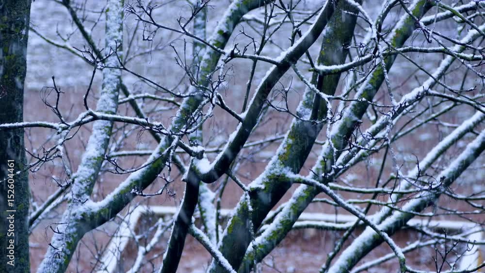 Snowfall in the city. Snowflakes fly in the background of trees. Snowfall in the city. Snowflakes fly in the background of trees.