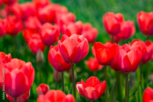 Beautiful red tulips in nature © schankz