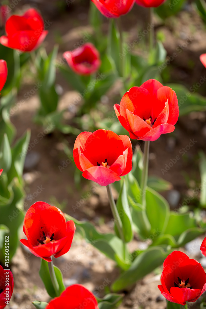 Beautiful red tulips in nature