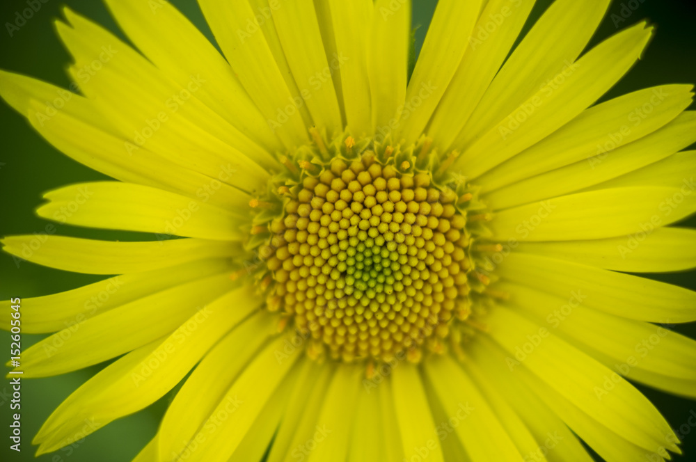 Background of yellow daisy Background of yellow daisy