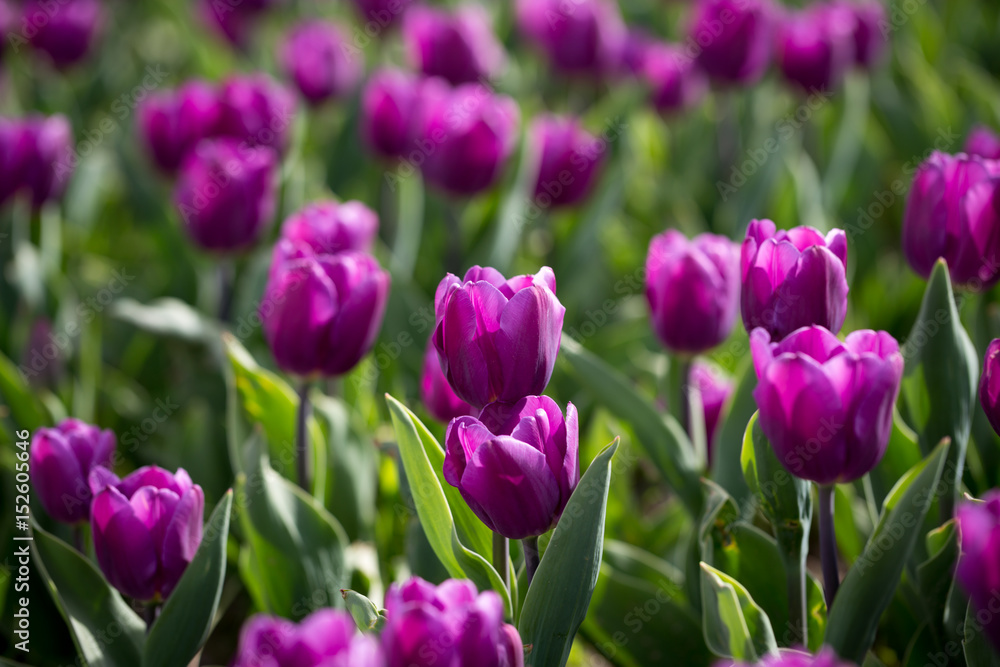 Beautiful purple tulips in nature