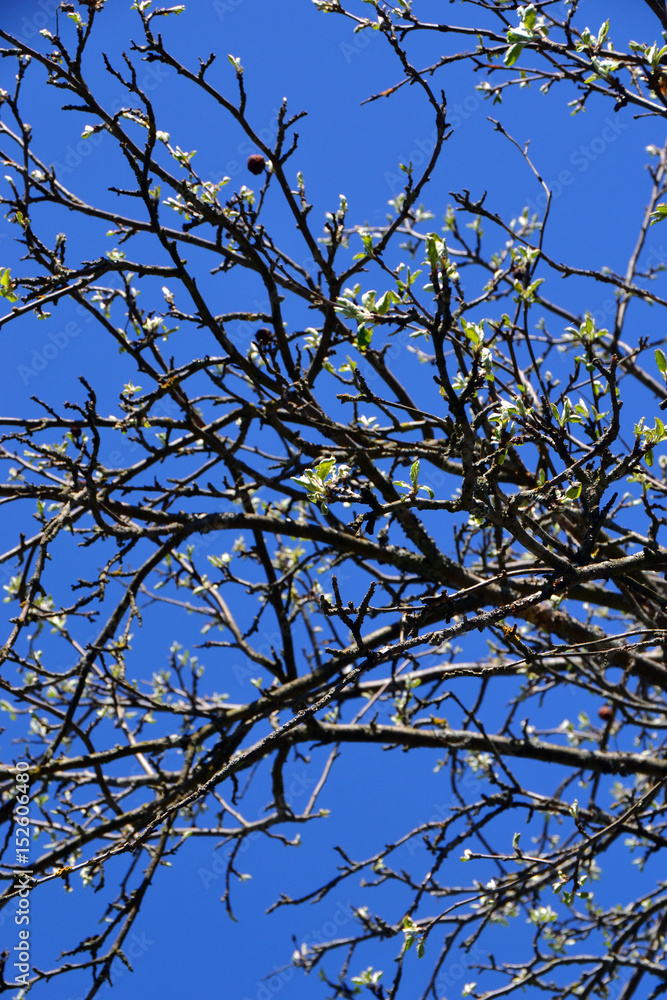 Obraz premium Apple tree branches with flowering leaves