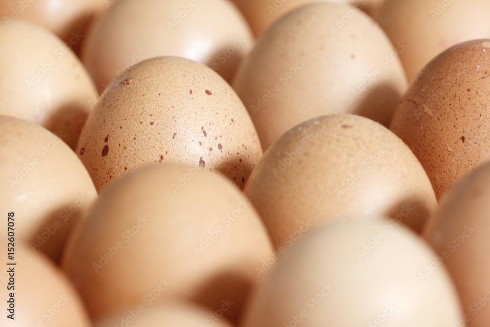 Fresh Eggs./Fresh Eggs Fresh Eggs./Fresh Eggs