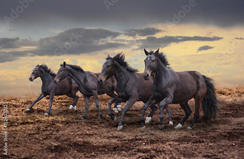 A few dark horsehorses gallop across the steppe