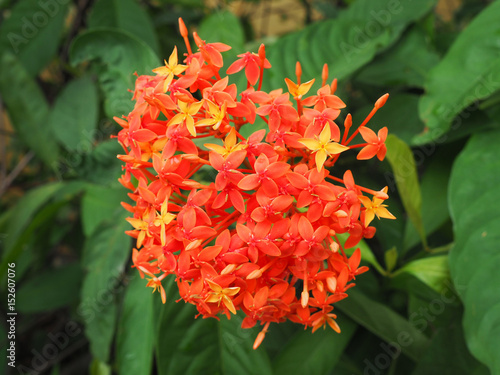 Ixora flower in orange and red color.