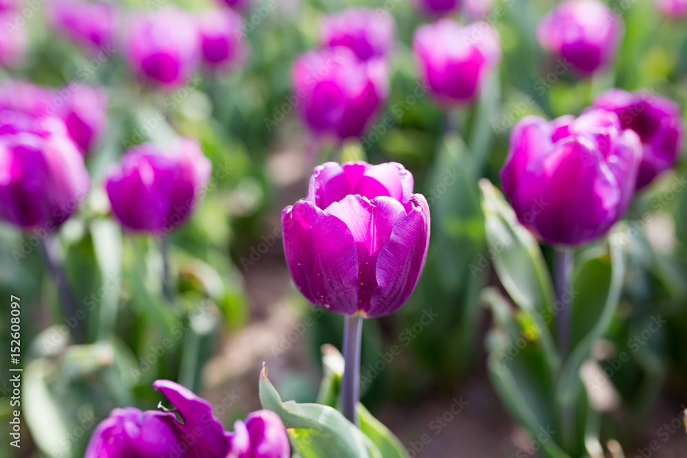 Beautiful purple tulips in nature