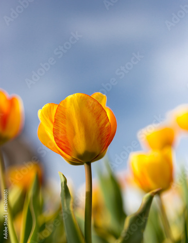 Yellow tulips against the blue sky in the nature