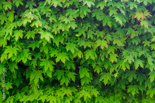 The image of the green leaves of maple