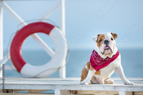 Cute puppy of english bull dog with funny face and red bandana on neck close to life saving bouy round floater