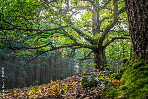 Scenic and big oak with bright sunlight at summer