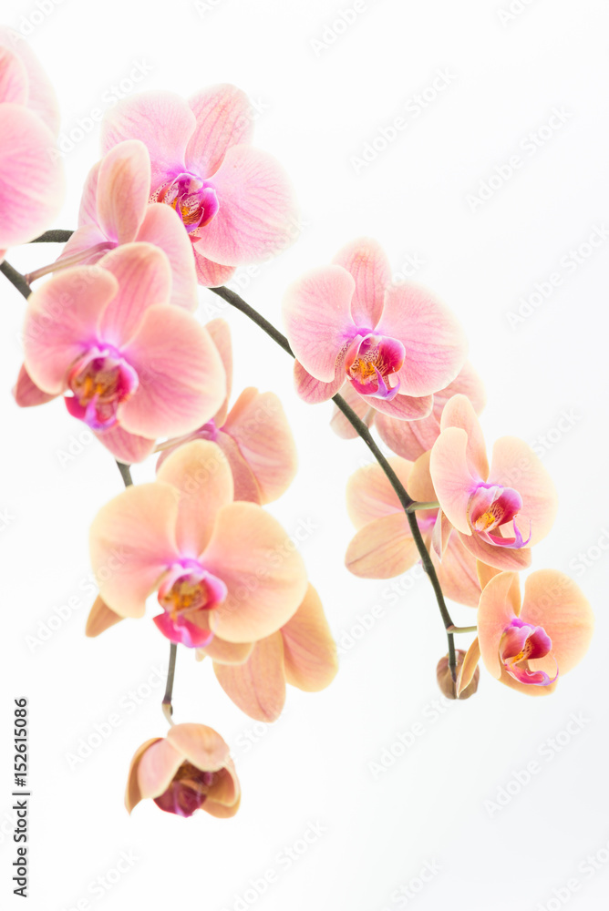 Fototapeta premium Peach Phalaenopsis orchids close up