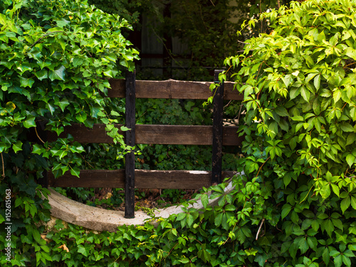 Φωτογραφία Old wooden fence covered with green branches groundlings