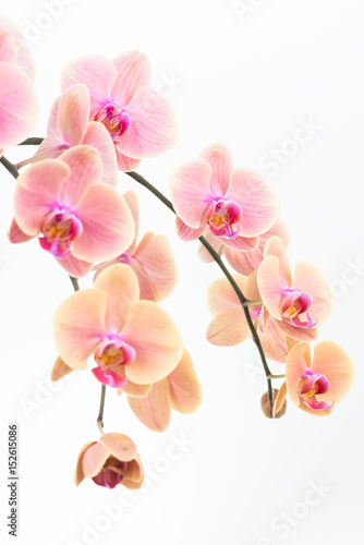 Fototapeta Naklejka Na Ścianę i Meble -  Peach Phalaenopsis orchids close up