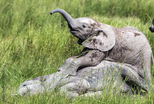 Photography elephant babies
