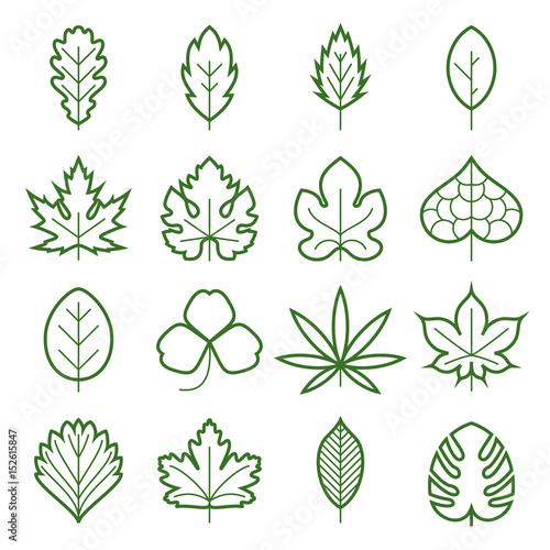 Leaf icons. Collection of green linear symbols of leaves, such as maple, fig-leaf, oak, grape, clover, hemp, chestnut, etc. Vector illustration. Editable stroke
