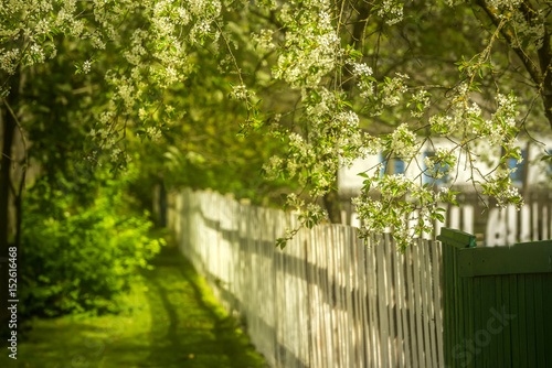 Rural appearance  old white wooden fence  the silhouette of a rustic house and cherry blossoms. Beautiful Simple spring farm view.  