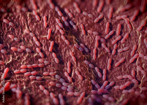 3d rendering - acetobacter bacteria photo